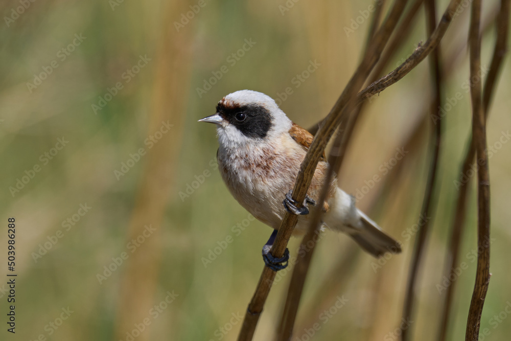 Fototapeta premium European penduline tit (Remiz pendulinus)