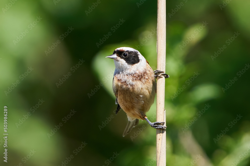 Obraz premium European penduline tit (Remiz pendulinus)