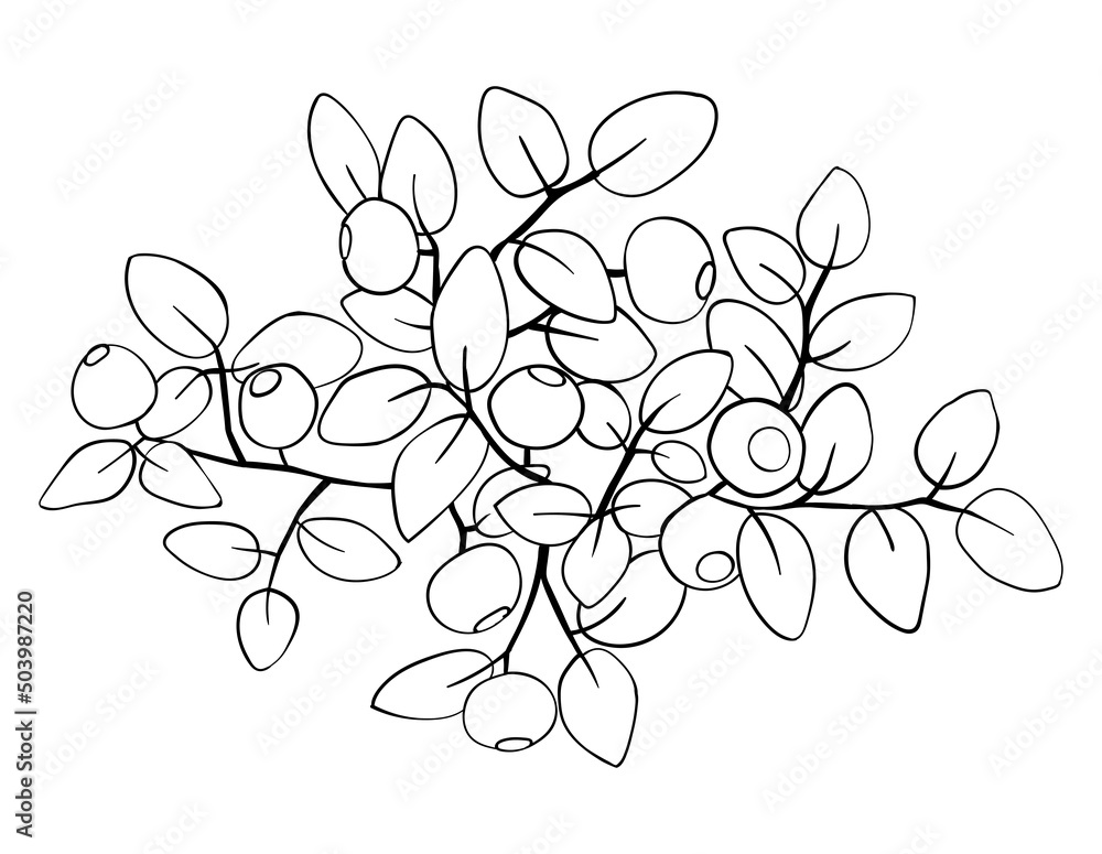 Blueberry branch. Top view. Hand made vector illustration Blueberry branch. Top view. Hand made vector illustration