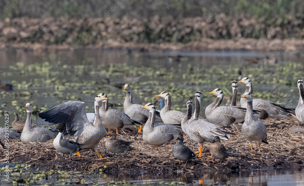 Bar-headed goose duck (Anser indicus) in jungle dueing winter migration. Bar-headed goose duck (Anser indicus) in jungle dueing winter migration.