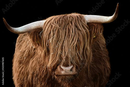 Horned head of a brown Highland Cattle isolated on black background 