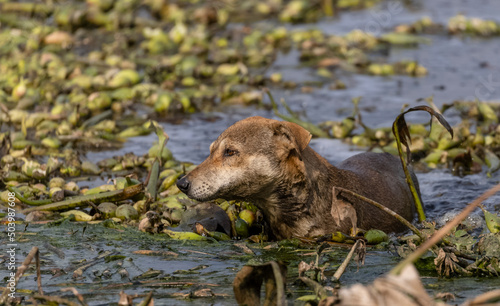 Indian dog swimming in river.