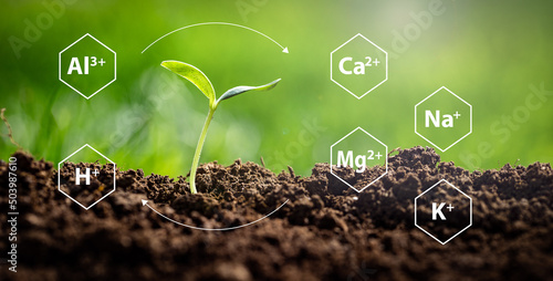 Soil Cation Balancing concept expressed by saturation ratios for achieving optimal crop yields