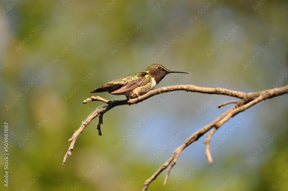 Obraz premium hummingbird