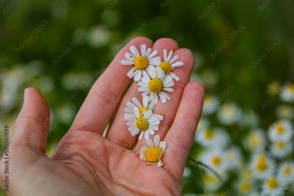 flower chamomile in the hands flower chamomile in the hands