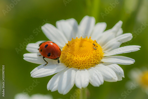 A ladybug on a chamomile: close-up, idea of postcard, book, positive quotes 