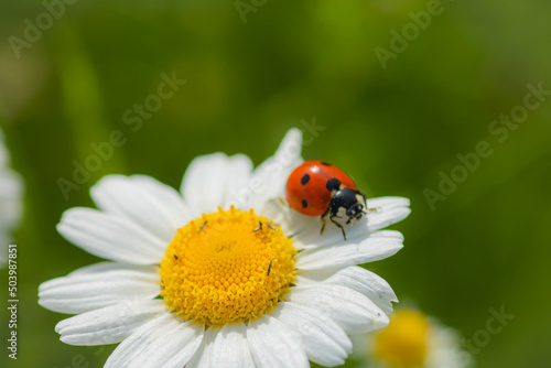 A ladybug  on a chamomile: close-up,  idea of postcard, book, positive quotes 
