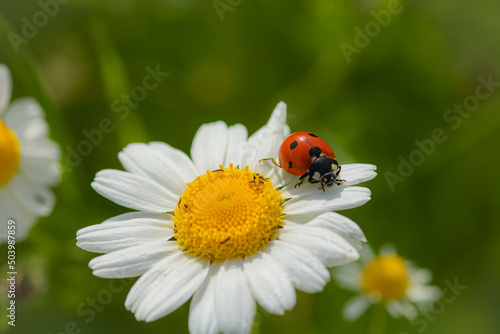 A ladybug  on a chamomile: close-up,  idea of postcard, book, positive quotes 
