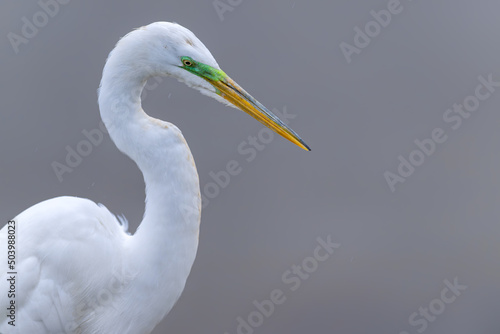 Great white egret is targeting a fish. Breeding season. Mating green plumage pattern.