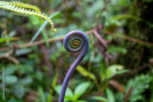 Close up of a fern