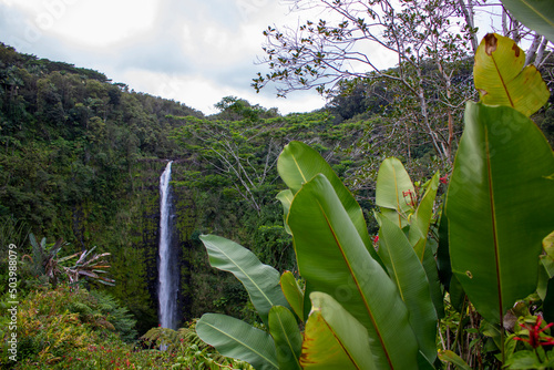 Akaka waterfals in Hawaii