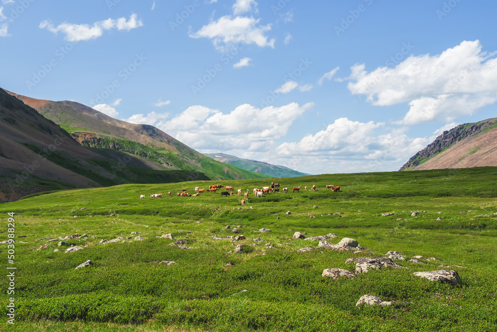 Alpine cows grazing, green slope of high mountains. Group of cows in the distance on a green pasture against the background of mountains.