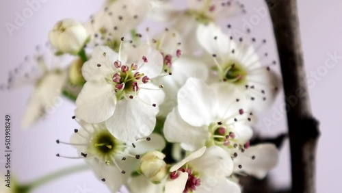 Pyrus calleryana Decne, or the Callery pear with intentioned focus transition from one flower to another
