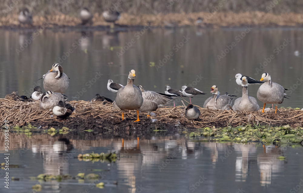 Bar-headed goose duck (Anser indicus) in forest during winter migration. Bar-headed goose duck (Anser indicus) in forest during winter migration.