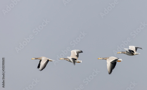 Bar-headed goose duck  Anser indicus  in forest during winter migration.