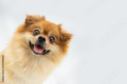 Quadro su tela Portrait happy pomeranian possing and looking at camera