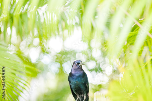 Canvas Print blue bird on branch