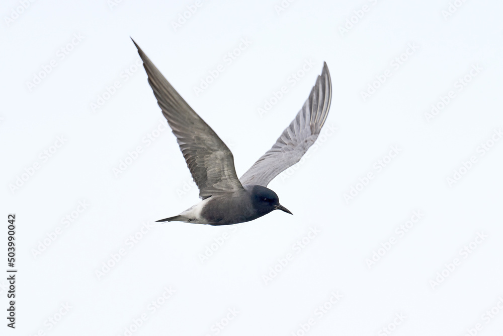 Black tern (Chlidonias niger) Black tern (Chlidonias niger)