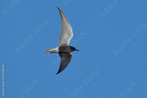 Black tern  Chlidonias niger 