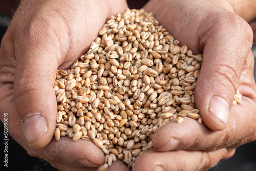 Handful of wheat close up. Wheat seed. © Serhii