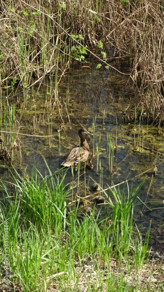 Duck and ducklings swim in the thickets of the lake in the spring, on a sunny day, near the shore with tall grass. High quality FullHD footage Duck and ducklings swim in the thickets of the lake in the spring, on a sunny day, near the shore with tall grass. High quality FullHD footage