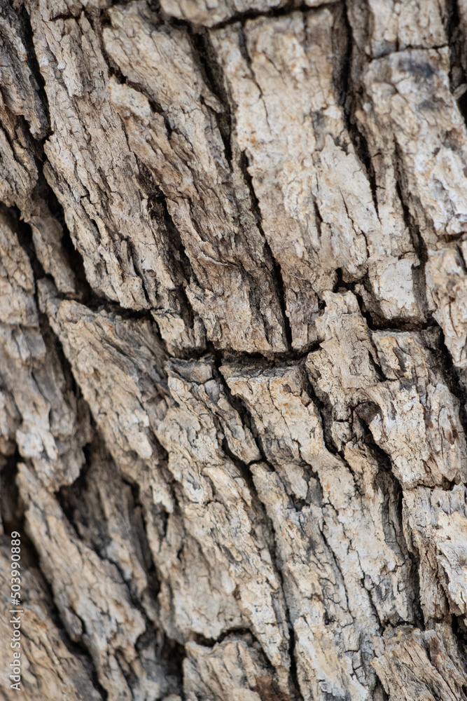 Aging grey scaly furrowed ridge bark of Quercus Chrysolepis Fagaceae, native perennial monoecious evergreen arborescent shrub in the San Jacinto Mountains, Peninsular Ranges, Summer. Aging grey scaly furrowed ridge bark of Quercus Chrysolepis Fagaceae, native perennial monoecious evergreen arborescent shrub in the San Jacinto Mountains, Peninsular Ranges, Summer.