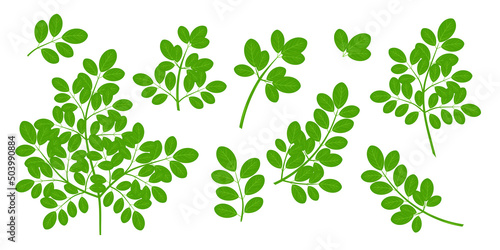 Moringa. Stem and leaves. Vector. Set