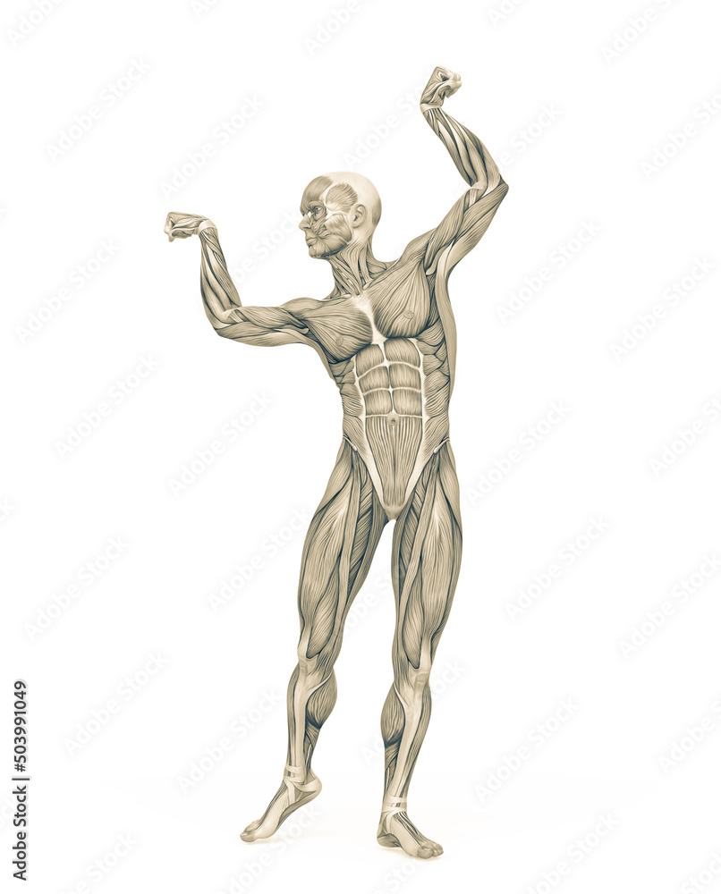 average man muscle maps is doing a bodybuilder pose average man muscle maps is doing a bodybuilder pose