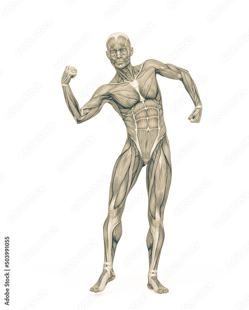 average man muscle maps is doing a can do it pose