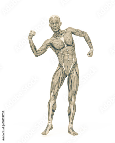 Fototapeta Naklejka Na Ścianę i Meble -  average man muscle maps is doing a can do it pose