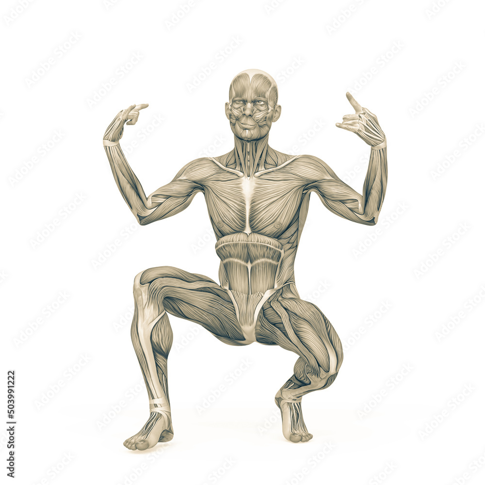 average man muscle maps is crouched but with style average man muscle maps is crouched but with style