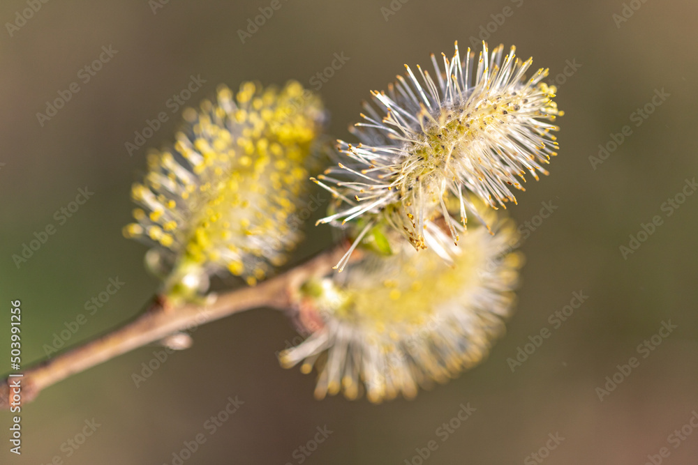 The first signs for departing winter and coming spring: opening willow-catkins