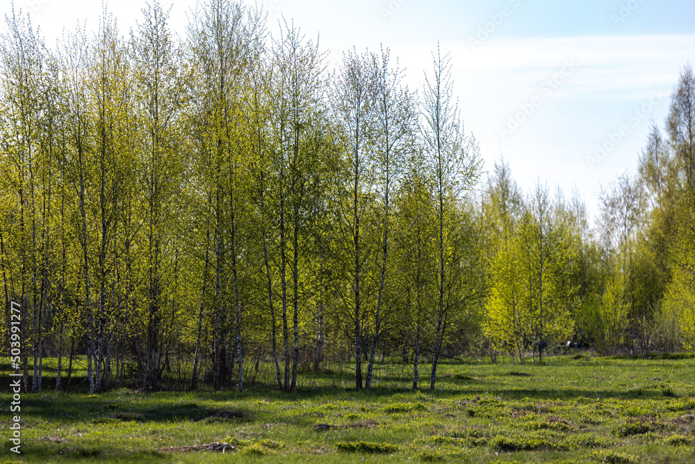 Birch trees in spring in the park Birch trees in spring in the park