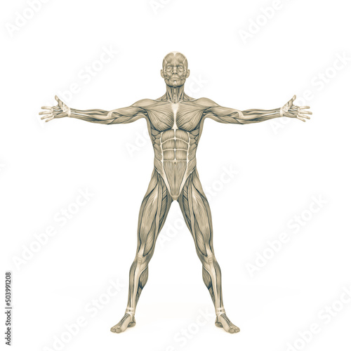 average man muscle maps is with arms and legs open