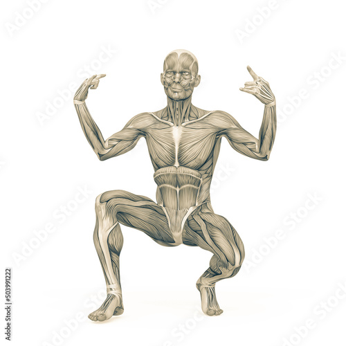 average man muscle maps is crouched but with style