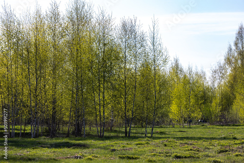 Birch trees in spring in the park