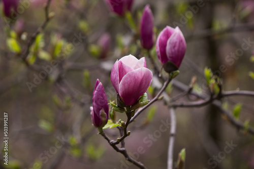 pink magnolia tree blossom © Viktoriya