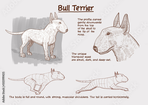 Canvastavla A poster describing the Bull Terrier dog breed