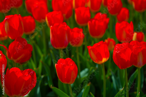 colorful tulips field