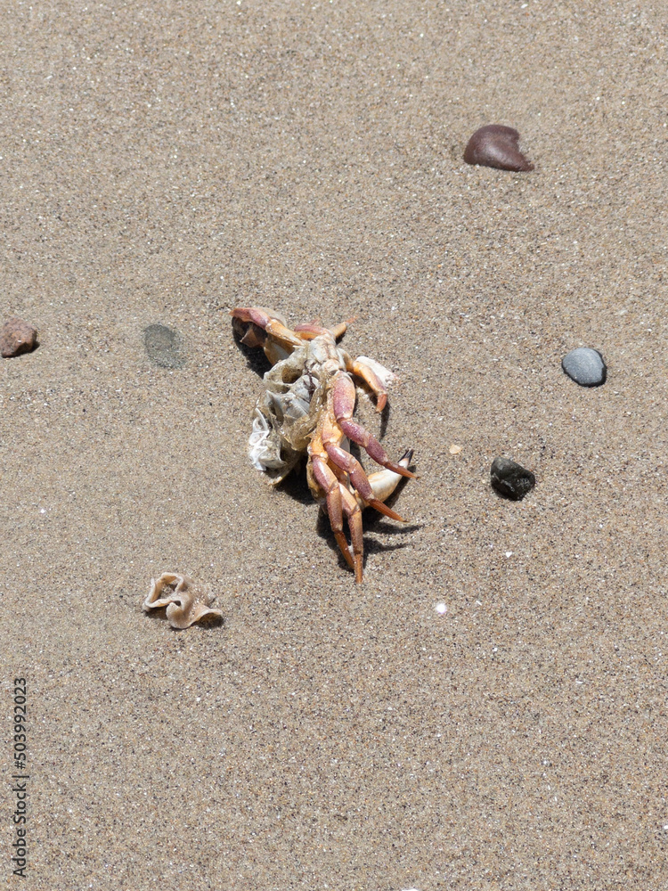 crab on the beach crab on the beach