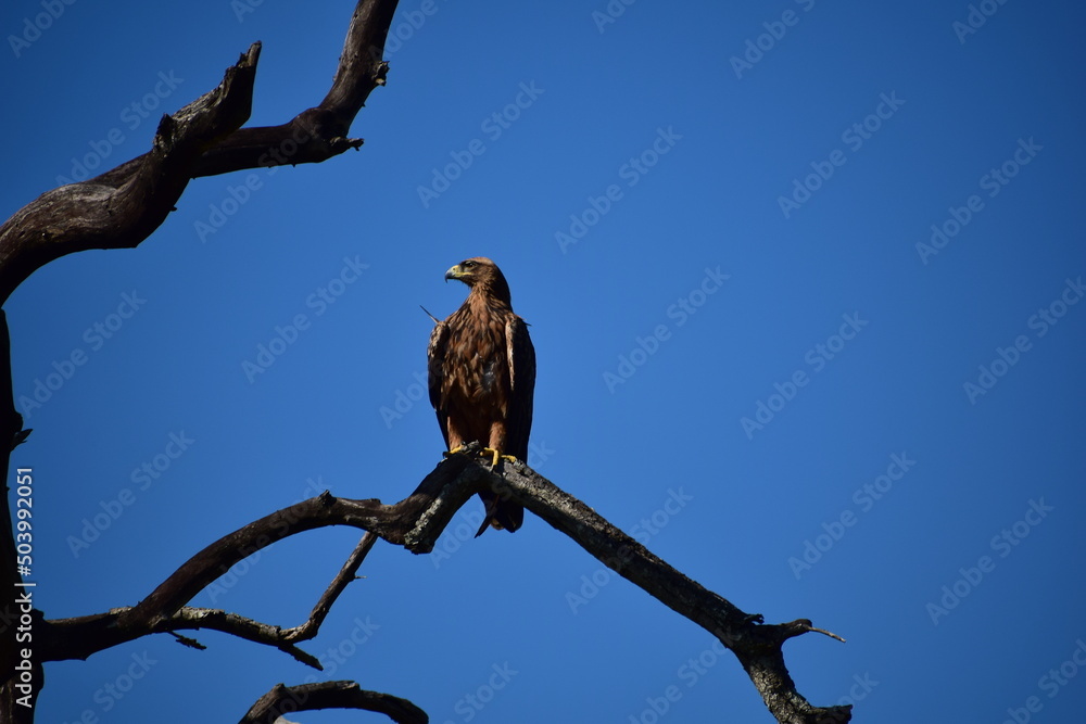 Eagle sitting in a tree Eagle sitting in a tree