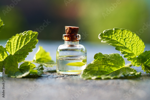 A bottle of melissa essential oil with melissa twigs, outdoors