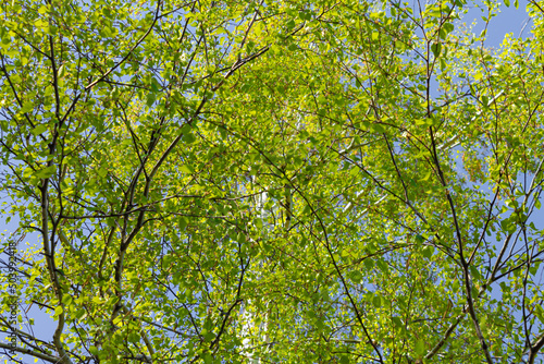 Birch branches against the sky. Bottom view. Beautiful bottom view of birch branches with green leaves, selective focus.