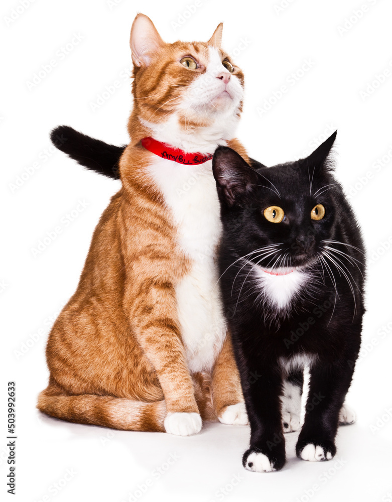 Two Cats Playing in Studio Isolated on a White Background. Orange Tabby and Tuxedo Cat