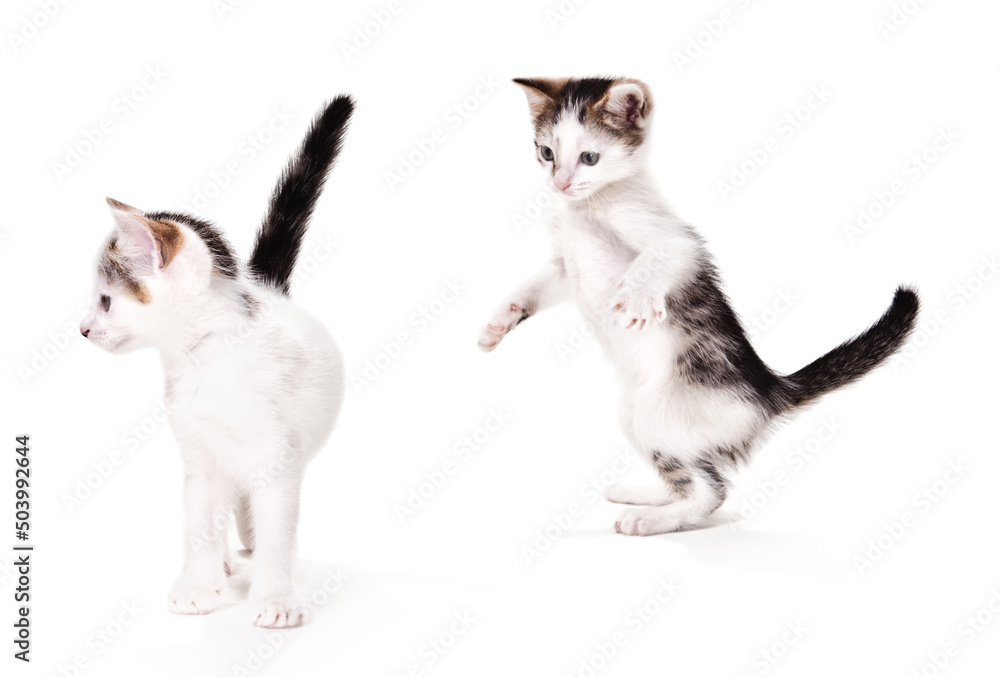 Two Tabby Cats Playing in Studio Isolated on a White Background Two Tabby Cats Playing in Studio Isolated on a White Background