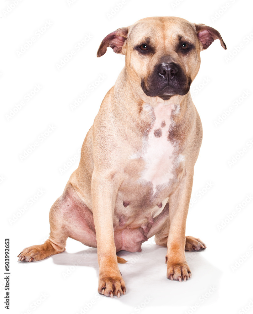 Sad Brown and White Female Pit Bull Mix Mutt Isolated on White Studio Background
