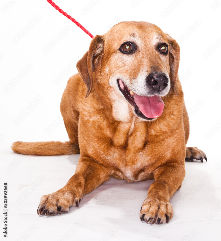 Old Golden Retriever Laying and Smiling Isolated in Studio on a White Background Old Golden Retriever Laying and Smiling Isolated in Studio on a White Background