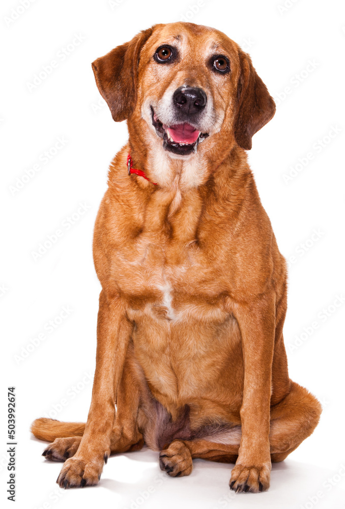 Old Golden Retriever Sitting and Smiling Isolated in Studio on a White Background