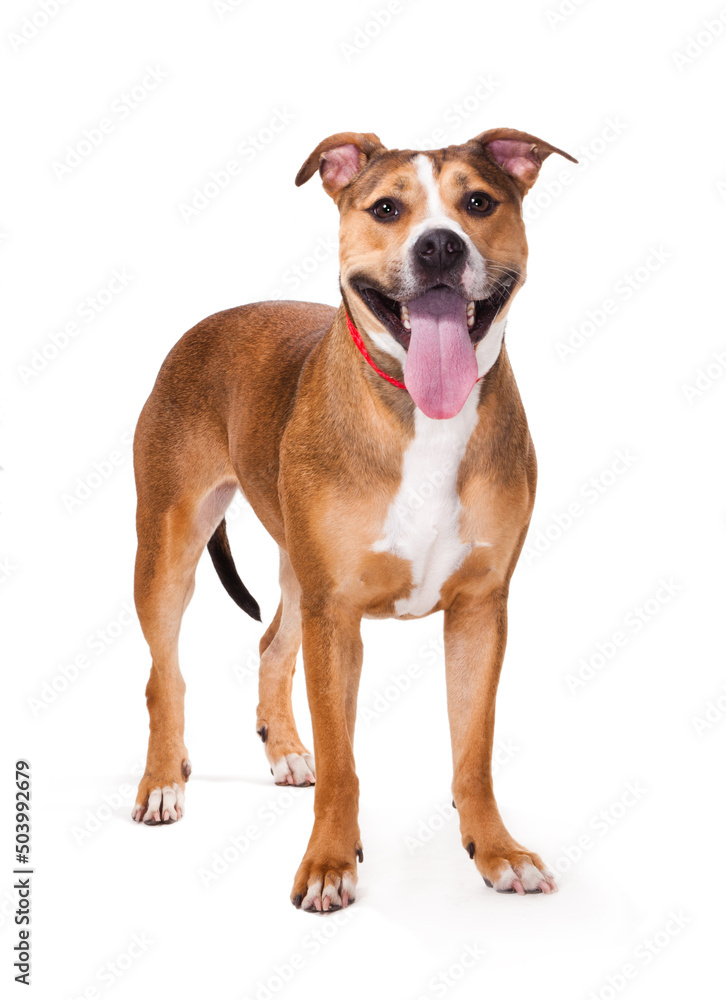 Happy Brown and White Pit Bull Mix Mutt Isolated on White Studio Background