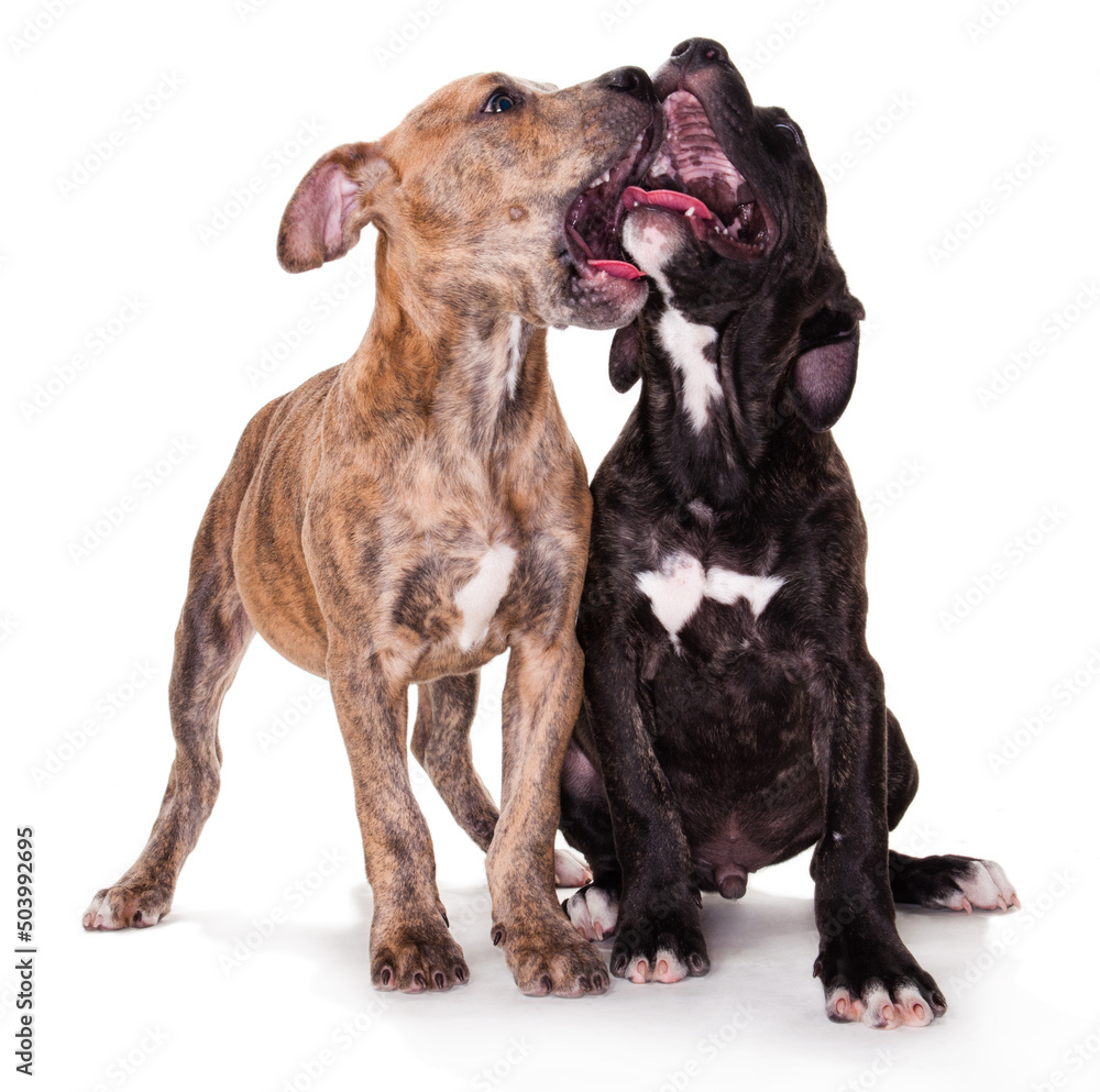 Pitbull Dog Puppies Playing Wrestling in Studio on White Background